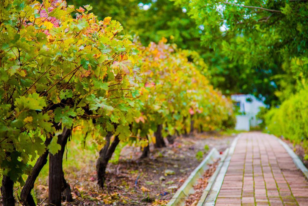 Le Manoir De Brendel Bed and Breakfast Franschhoek Buitenkant foto